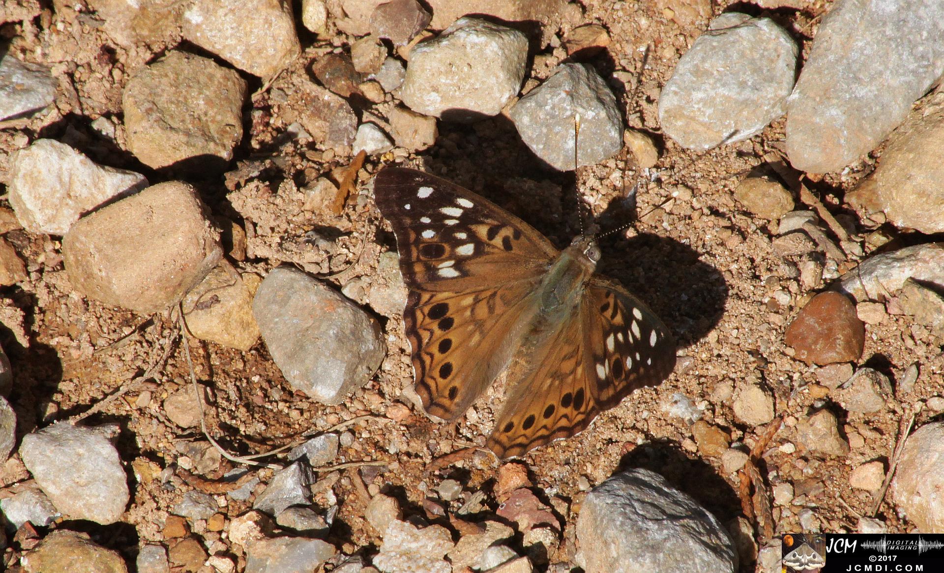 Hackberry butterfly feeding on road